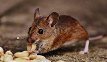 Find Exterminators in Atlantic County